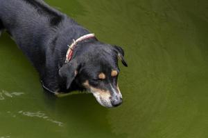 Black dog in the pond photo