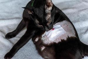 Black cat licking wound from neutering photo