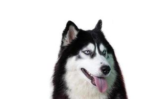 Portrait of siberian Husky dog isolated on white background photo