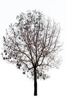 árbol muerto aislado sobre fondo blanco foto