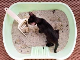 Puppy black cat is pooping in the cat bathroom. photo