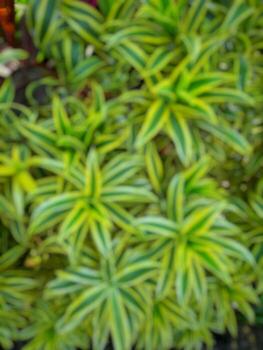 Defocused abstract blurred of green leaves photo
