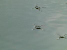 Gerris lacustris, commonly known as the common pond skater or common water strider photo