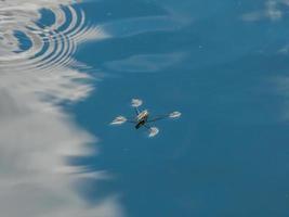 Gerris lacustris, commonly known as the common pond skater or common water strider photo