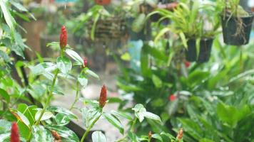 view to the tree leaves while in raining time in summer day video