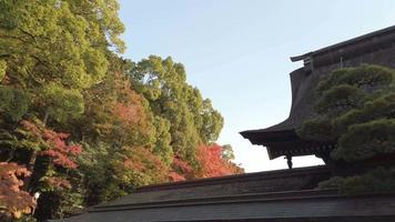 vista en cámara lenta del techo del santuario japonés en vista lateral con arce en el fondo. edificio tradicional en japón en estructura de madera video