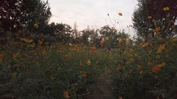 vue sur le paysage naturel du champ vert avec de nombreuses fleurs orange jaune avec fond de forêt tropicale humide sous le ciel sombre au coucher du soleil video