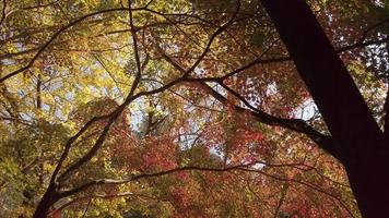 vue sur les feuilles d'érable rouge orange de couleur vive se déplaçant légèrement sur les branches d'arbres contre le ciel bleu lors d'une belle journée d'automne ensoleillée au japon. video