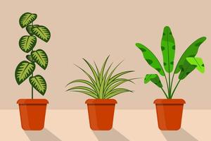 Flat style room plants in pots, vector illustration. Chlorophytum, dieffenbachia.