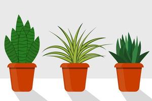 Flat style room plants in pots, vector illustration. Chlorophytum, sansevieriya.