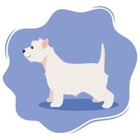 terrier blanco de las tierras altas del oeste o westie. encantador perro divertido aislado sobre fondo violeta. esponjoso adorable animal doméstico de pura raza. ilustración vectorial colorida en estilo plano. vector