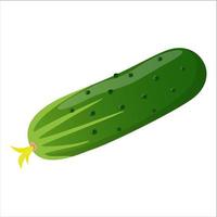 Green fresh cucumber isolated on white background, vector illustration in flat style.