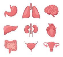 Human organ set. Heart, brain, lungs, liver, stomach, intestines, bladder, kidneys, uterus and ovaries. Internal organs. Design element for medicine, biology, education. Vector illustration.