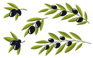 Set of olives. Olive branches. Black branches of olives for design of natural cosmetics, olive oil, medicine. Organics for a healthy lifestyle. Vector illustration.