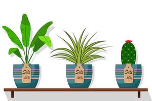 Room plants and flowers in pots on shelf with labels sale, discount 50 percent. Flat style vector illustration. Chlorophytum, cactus.