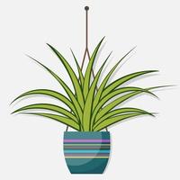 Chlorophytum, flat style room plant in pot, vector illustration.