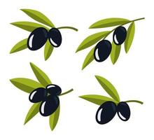 Set of olives. Olive branches. Black branches of olives for design of natural cosmetics, olive oil, medicine. Organics for a healthy lifestyle. Vector illustration.