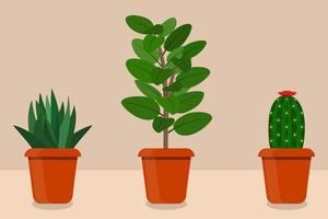 plantas de habitación de estilo plano en macetas, ilustración vectorial. cactus, aloe vera, ficus. vector