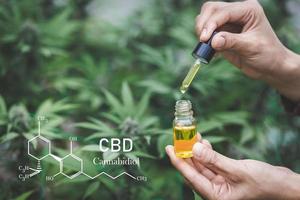 Drops of cannabis oil in a glass bottle. CBD extract used for treatment. Alternative medicine. Hemp oil. Bio-medicine and ecology, cannabis plants, herbs, medicines, medical extraction CBD oil. photo