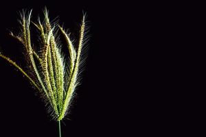 Flower of Swallen Finger grass photo