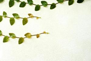 hojas de cogollos de higuera trepadora en una pared de hormigón foto