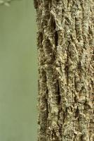 Abstract Surface texture and trenches on the bark of tree trunk photo