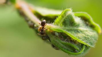 Nahaufnahme, Gartenschädlinge Ameisen und Blattläuse auf einem Strauchzweig video