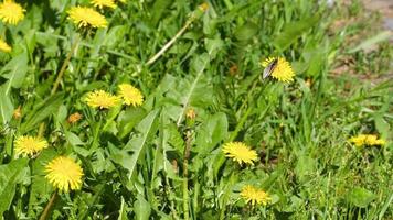 wit vlinder Aan een geel paardebloem bloem. zomer groen gazon Aan een zonnig dag video