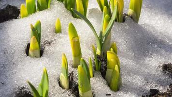 Timelapse shot of spring flowers growing and snow melting in the garden. Flower sprouts stretch up, grow. Spring season concept