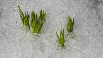 Timelapse av vår krokus blommor växande. snö smälter i vår och tidigt blommor växa video