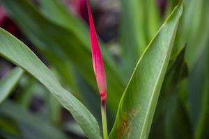 Bird of paradise flower  bud with green blurry background photo