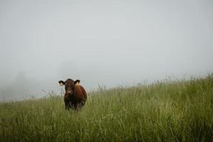 solitary brown calf standing on lush pasture staring to the camera during foggy summer morning photo