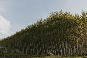 plantación simétrica de árboles de rápido crecimiento con montones de troncos con cielo azul encima durante el soleado día de primavera foto