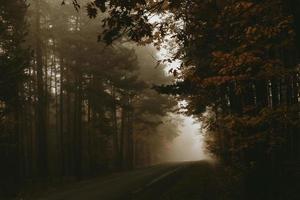 Empty road through the foggy autumn morning forest photo