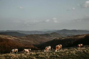 Grazing herd of cows on pasture in Romania with Romania mountains in the background during the sunset of the spring sunny day. Copy space photo