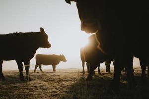 Close up view of silhouettes of herd of cows with one of them staring straight to the camera from lower angle on pasture during the foggy frosty sunrise with gold sun in background in late autumn photo