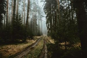 camino forestal húmedo y fangoso después de la lluvia nocturna que conduce a través del oscuro bosque de niebla en la mañana de otoño foto