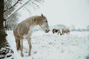 White mare in the foreground with wet fur and mane standing under the tree and watches two grazing horses in the background on the snow covered pasture during the winter morning with grey sky photo