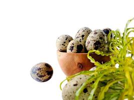Quail eggs from quail, a collection of quail eggs on a wooden plate with isolated white background photo