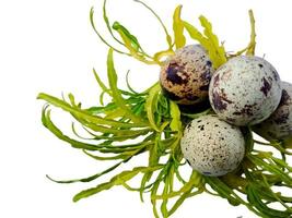 Quail eggs from quail, a collection of quail eggs on a wooden plate with isolated white background photo