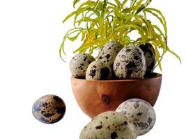 Quail eggs from quail, a collection of quail eggs on a wooden plate with isolated white background photo