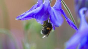 Bumblebee in blue Aquilegia flower or catchment. Nature summer concept video