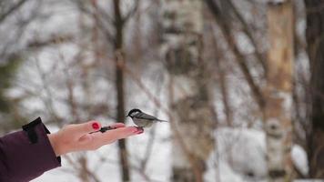 Bird Tit sits on the hand and takes the seed video