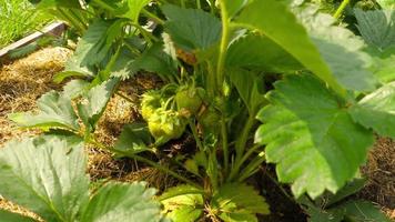 blühende Erdbeeren. Erdbeerplantage. wachsende Erdbeeren video