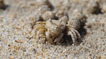 scopimera globosa, crabe barboteur de sable ou barboteur de sable vivent sur les plages de sable de l'île tropicale de phuket. ils se nourrissent en filtrant le sable à travers leurs pièces buccales, laissant derrière eux des boules de sable. video