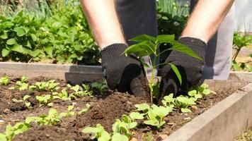 el agricultor planta plántulas verdes con las manos en el suelo. plantar plántulas en primavera en la plantación. jardinero con guantes planta plántulas de pimienta. trasplante de plantas cultivadas en el suelo