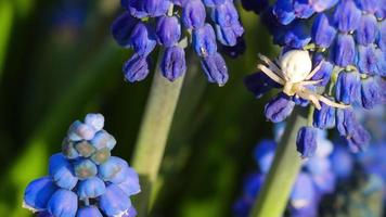 la avispa de insectos en una flor azul muscari recoge néctar y poliniza en un soleado día de primavera. naturaleza e insectos en verano video