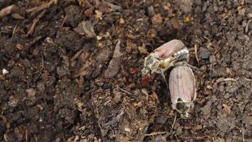 maybugs en primavera, de cerca. abejorro o garabato melolontha melolontha un gran escarabajo marrón peludo, una plaga en la superficie del suelo. video