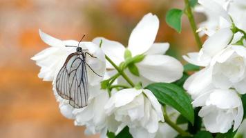 aporia crataegi, svart ådrad vit fjäril i vild, på blomma av jasmin. video