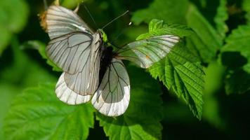 Aporia crataegi Black veined white butterfly mating on leaf raspberry video